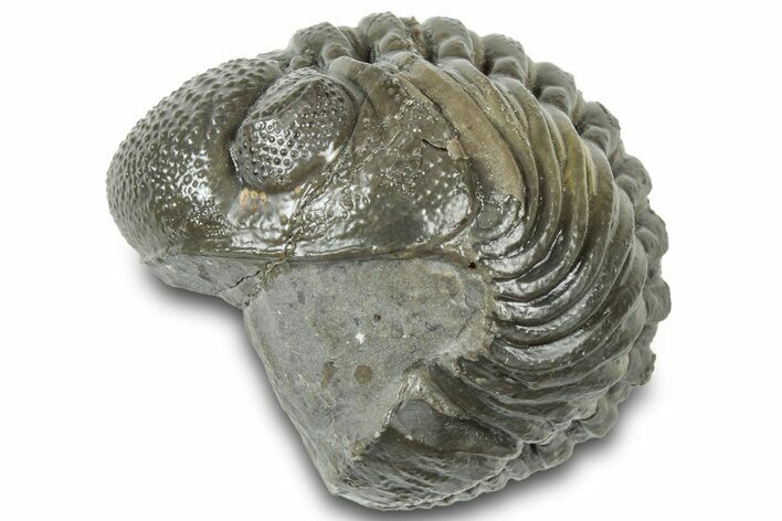 Wide, Partially Enrolled Morocops Trilobite - Morocco #310746